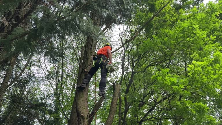 How Our Tree Care Process Works  in  Running Springs, CA